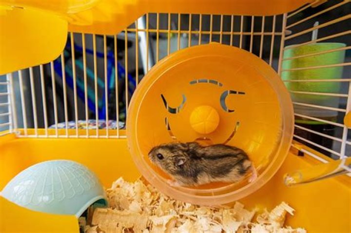 Do hamsters run a lot?