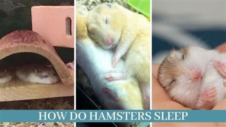 Do hamsters sleep all day?