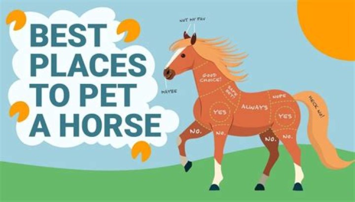 Do horses like to be petted?