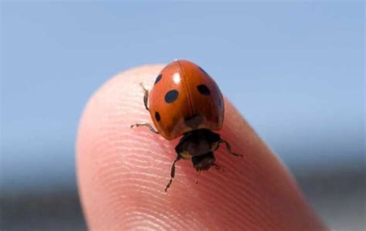 Do lady bugs bite humans?