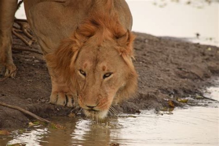 Do lions drink water?