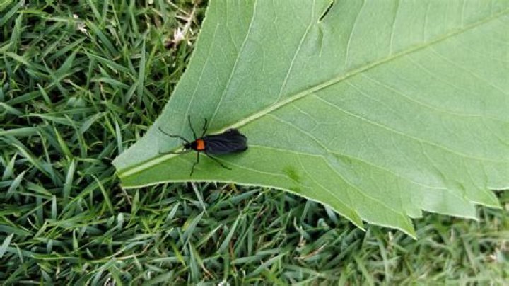 Do love bugs have a purpose?