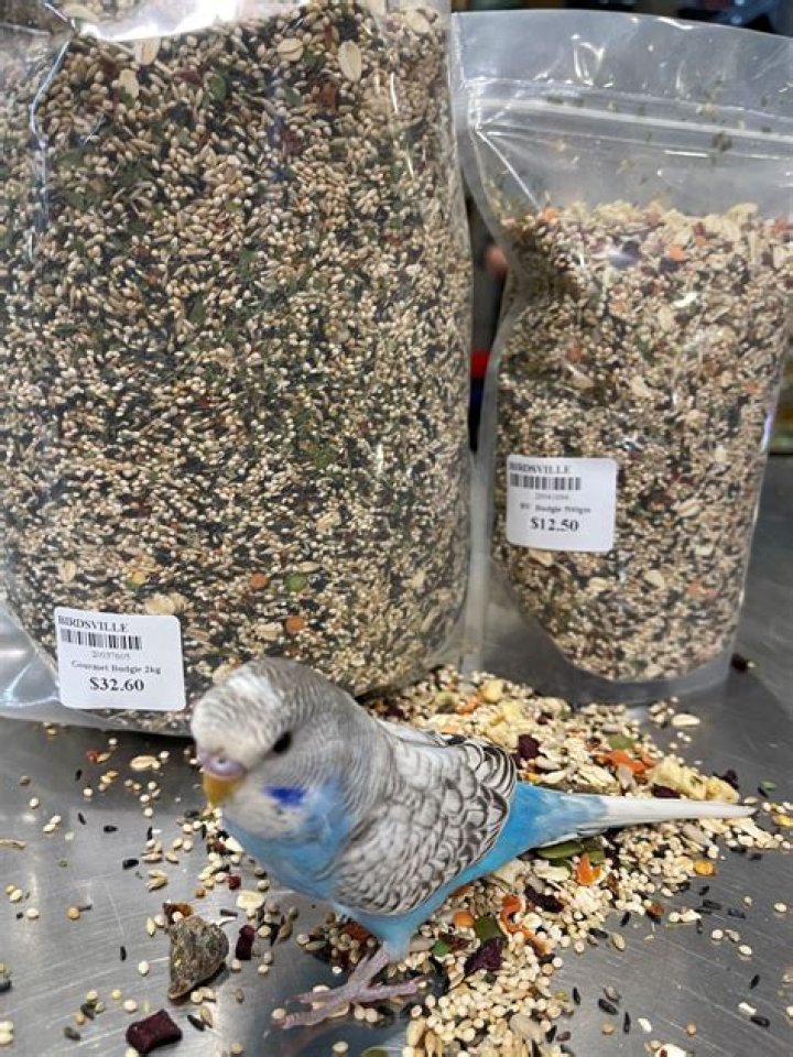 Do parakeets like to bathe?