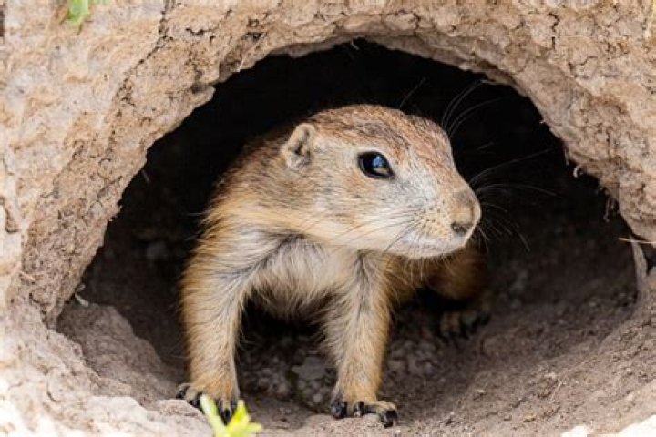 Do prairie dogs hibernate?
