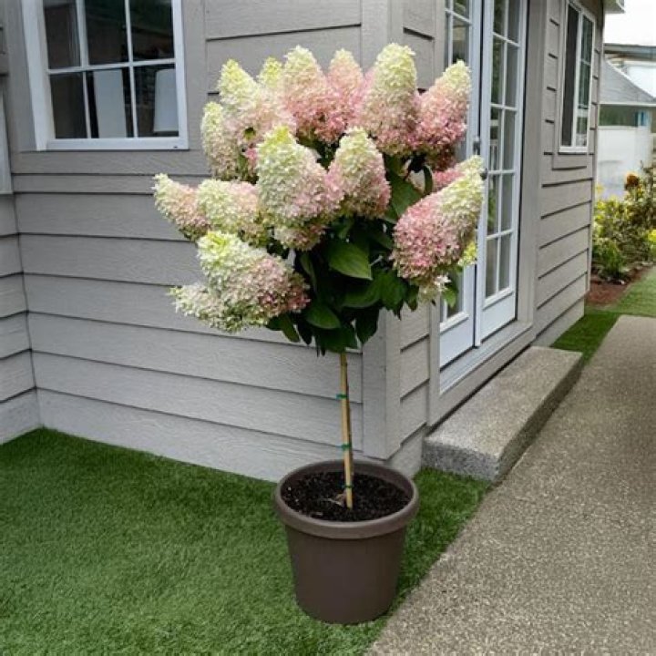 Do red hydrangeas stay red?