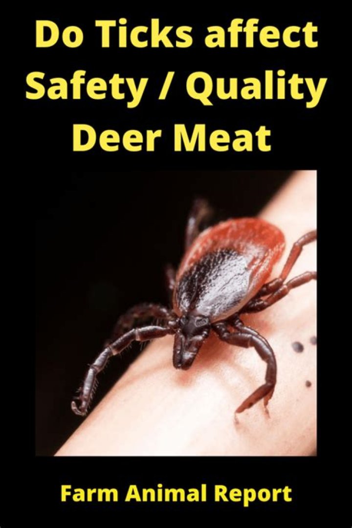 Do ticks affect deer meat?