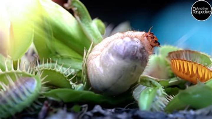 Do Venus fly traps need to eat bugs to survive?