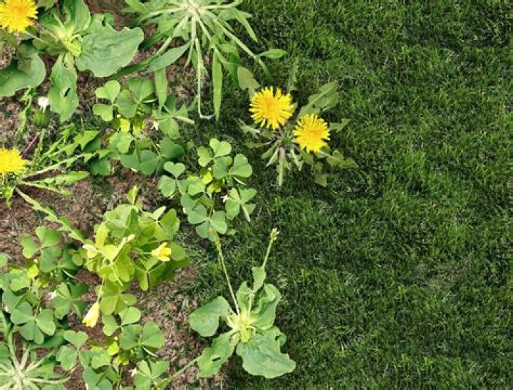 Do weeds kill roses? | ContextResponse.com