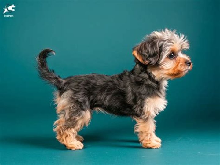Do Yorkie bars still exist?