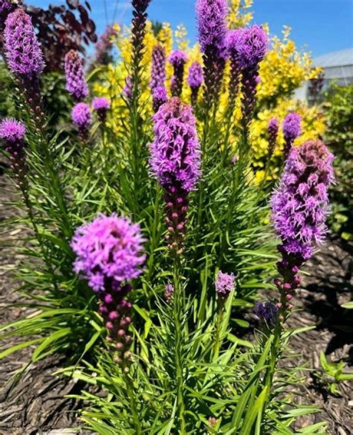 Do you cut back Liatris?