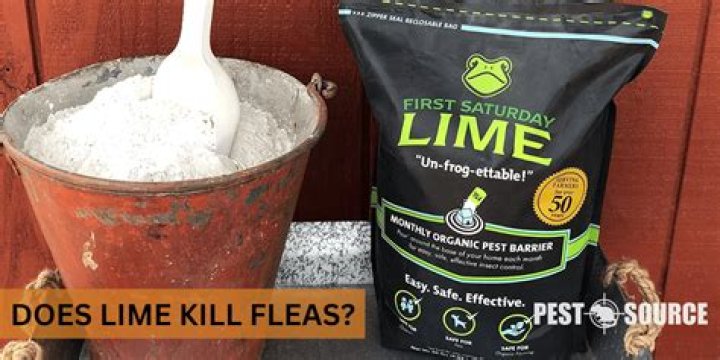 Does lime kill fleas in yard?
