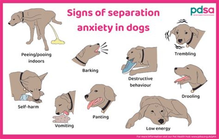 How can I help my dog with travel anxiety?