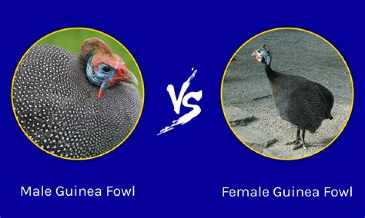 How can you tell a male turkey from a female?