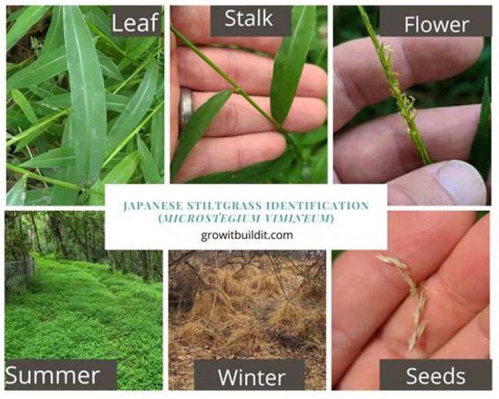 How did Japanese Stiltgrass get here?