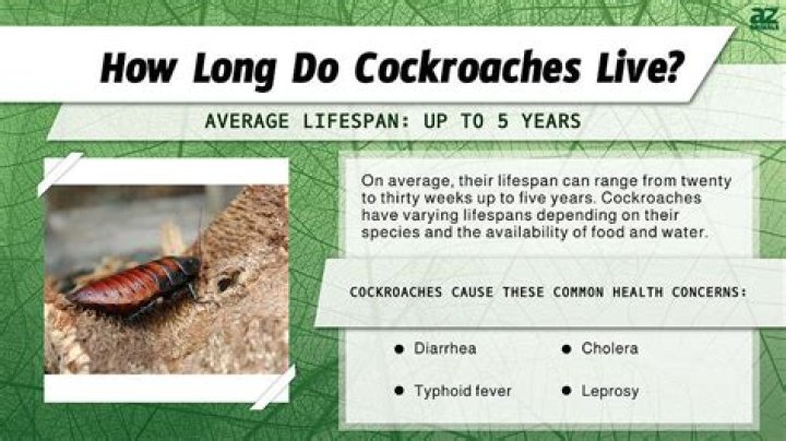 How do cockroaches get alive?