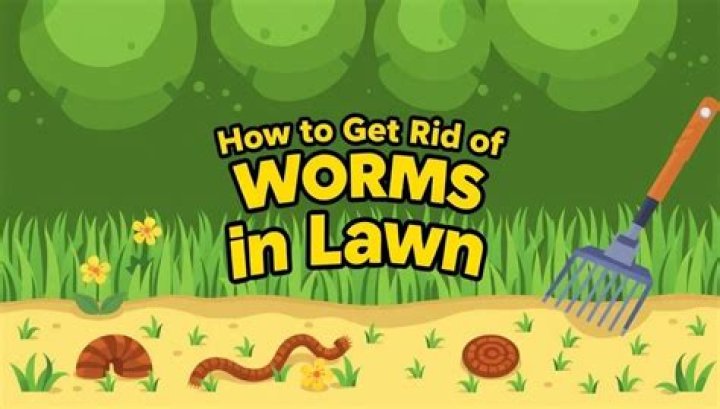 How do I get rid of dew worms in my lawn?