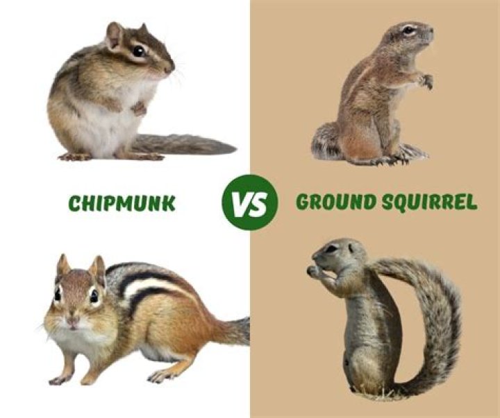 How do I get rid of squirrels and chipmunks in my attic?