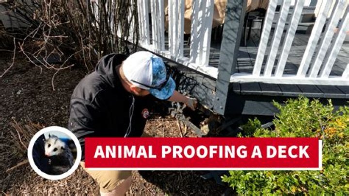 How do I keep animals out from under my porch?