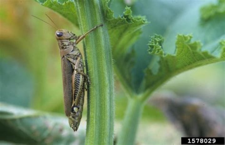 How do I keep grasshoppers from eating my tomato plants?
