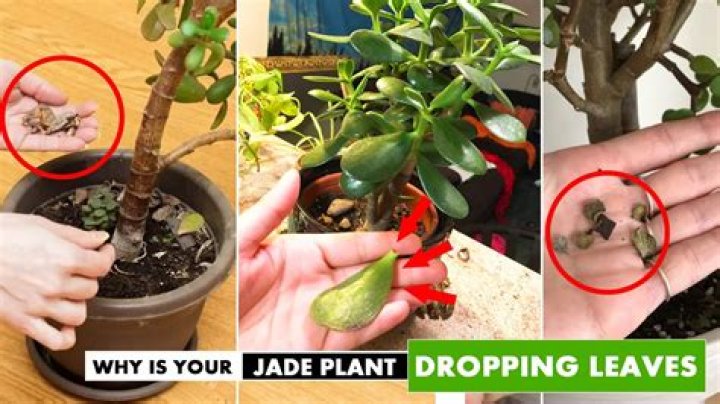 How do I know if my jade plant is dying?