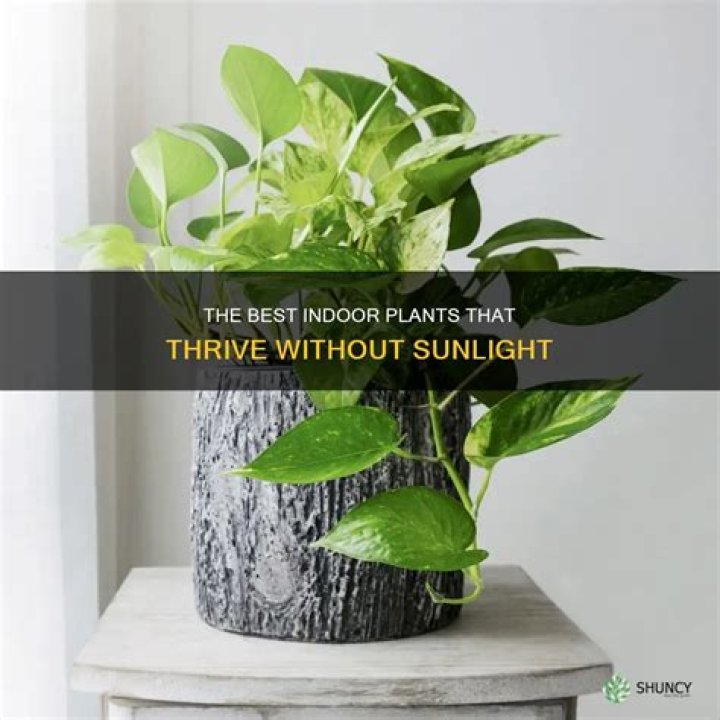 How do money plants grow without sunlight?