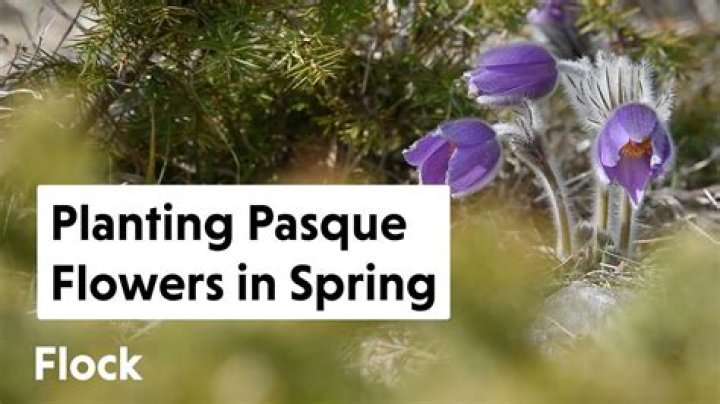 How do pasque flowers reproduce?