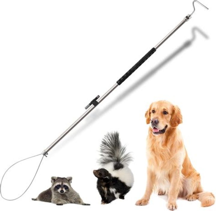 How do you capture and restrain a dog?