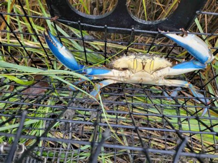 How do you catch blue crabs in Florida?