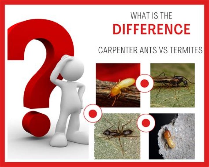 How do you draw a carpenter ant?