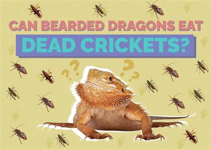 How do you feed baby bearded dragons crickets?