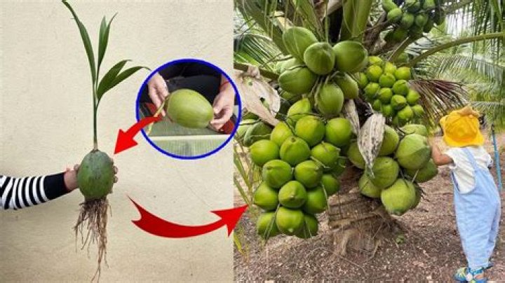 How do you grow a coconut flower?