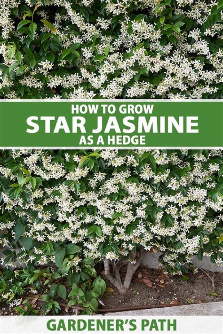 How do you grow a jasmine hedge?
