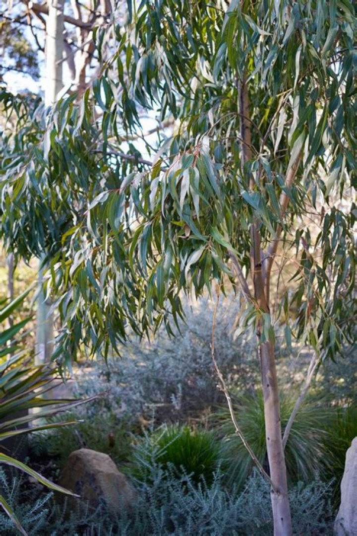 How do you grow a lemon eucalyptus tree from a seed?