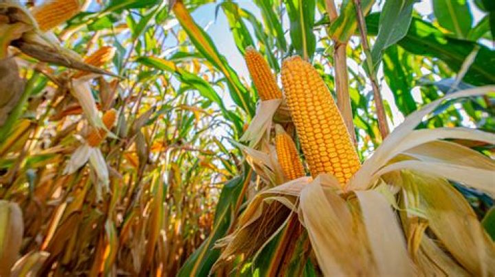 How do you grow popcorn?