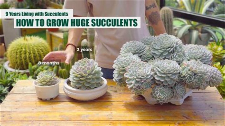 How do you grow succulents from cactus?