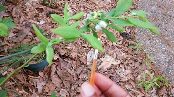 How do you hand pollinate blueberries?