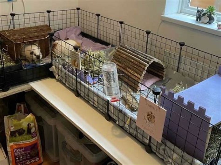 How do you house a guinea pig?