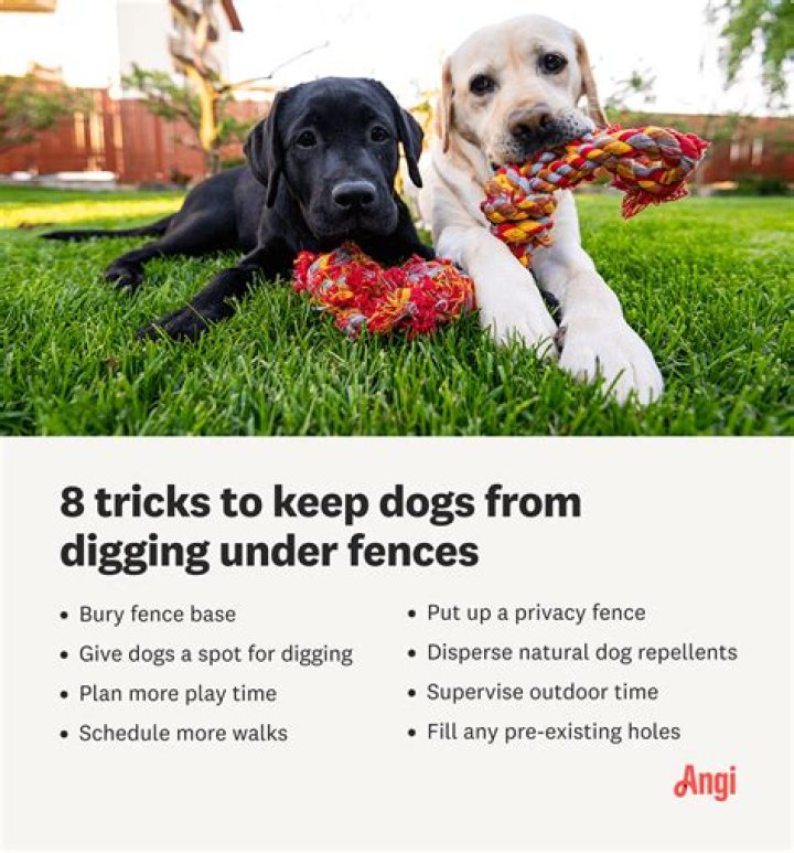 How do you keep dogs from digging in chicken wire?