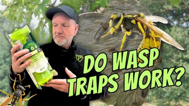 How do you make a wasp trap NZ?