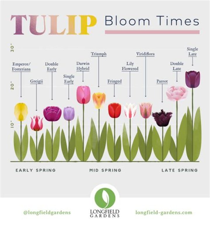 How do you open tulips quickly?