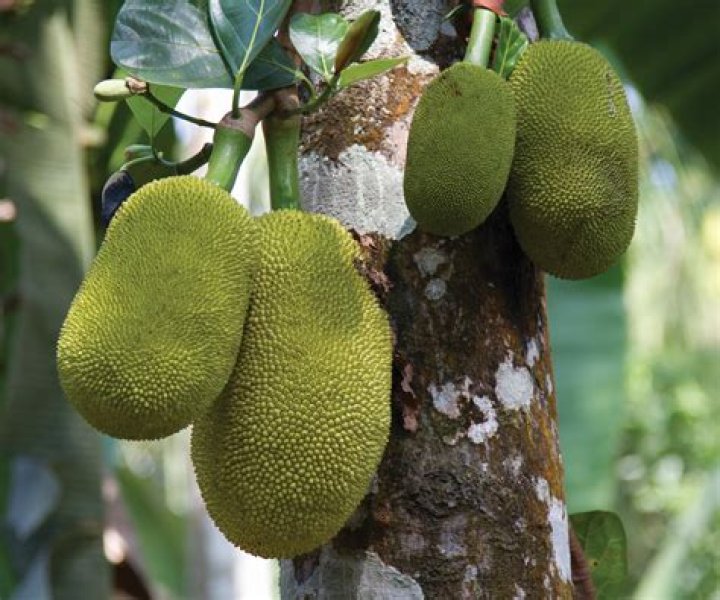 How do you plant a jackfruit tree?