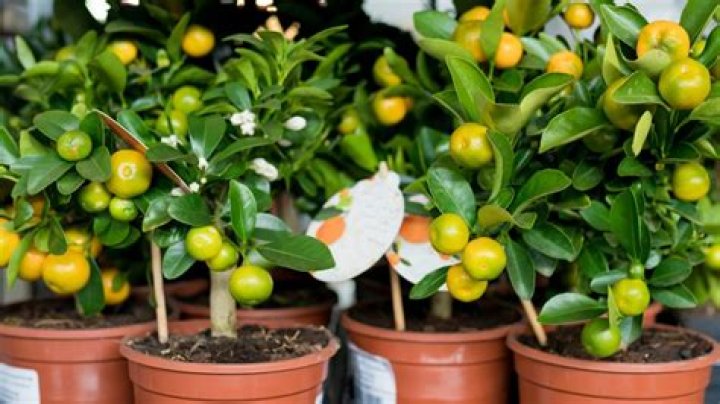 How do you plant fruit trees in pots?