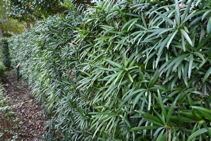 How do you plant Podocarpus maki?
