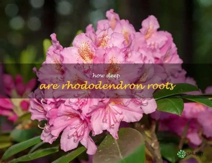 How do you remove rhododendron roots?