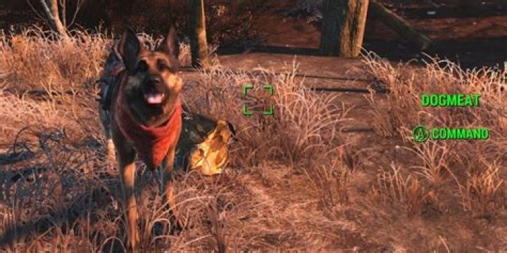 How do you summon dogmeat?