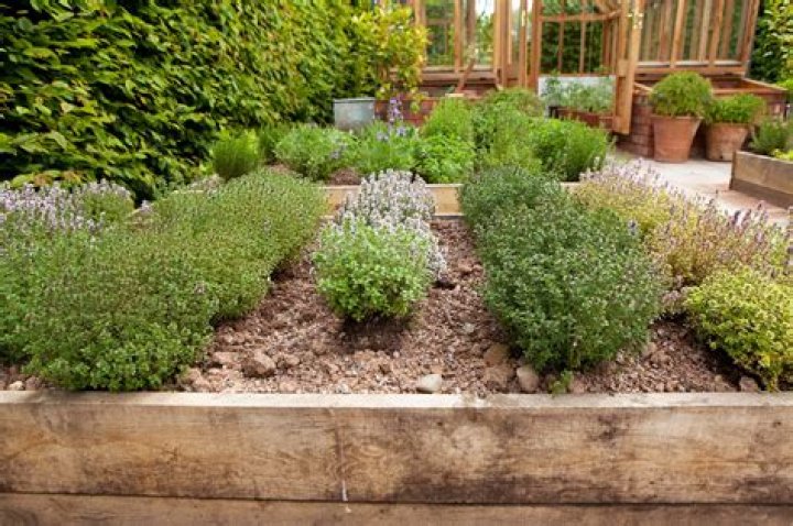 How do you take care of a herb garden?