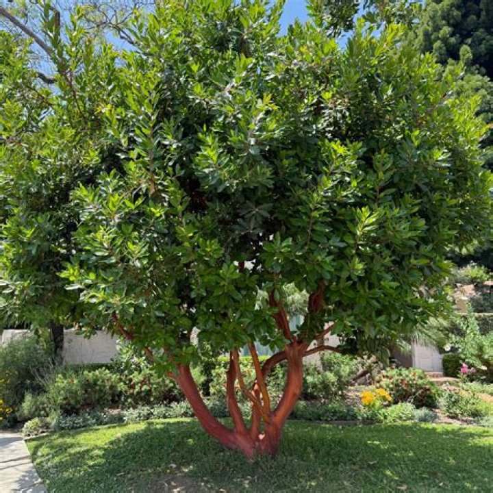 How do you take care of an arbutus tree?