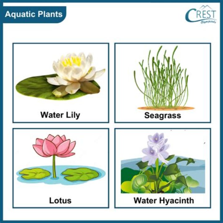 How do you trim aquatic plant stems?
