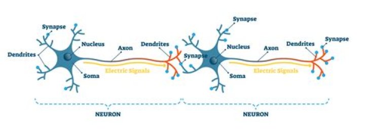 How does a message flow through a neuron?