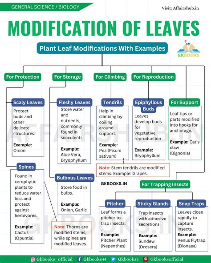 How does modification of leaves occur?